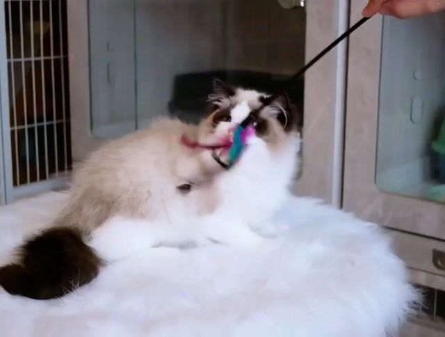 Mèo Ragdoll cái. Mua bán Mèo tại Thành phố Thủ Đức Tp Hồ Chí Minh được đăng bởi Âu Minh Huy hình 1