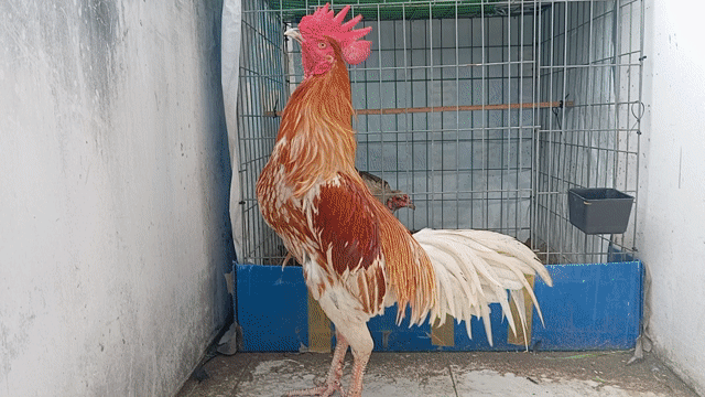 bướm thái mỹ 7th trạng chơi 3kg5. Mua bán Gà tại Quận 8 Tp Hồ Chí Minh được đăng bởi phương  cán đẹp hình 1