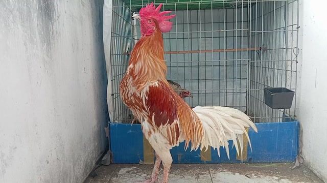 bướm thái mỹ 7th trạng chơi 3kg5. Mua bán Gà tại Quận 8 Tp Hồ Chí Minh được đăng bởi phương  cán đẹp hình 1