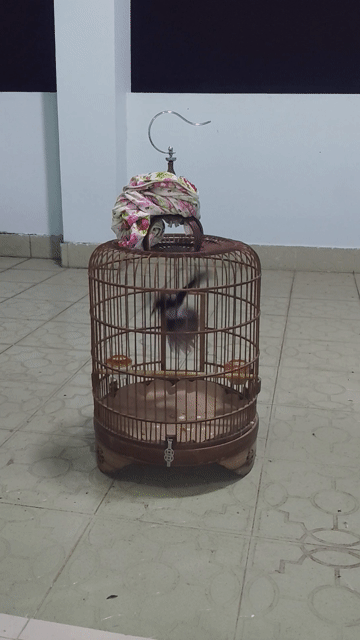 Chim cảnh màu Đen trắng. Mua bán Chim tại Huyện Bình Chánh Tp Hồ Chí Minh được đăng bởi thiện chim than hình 1