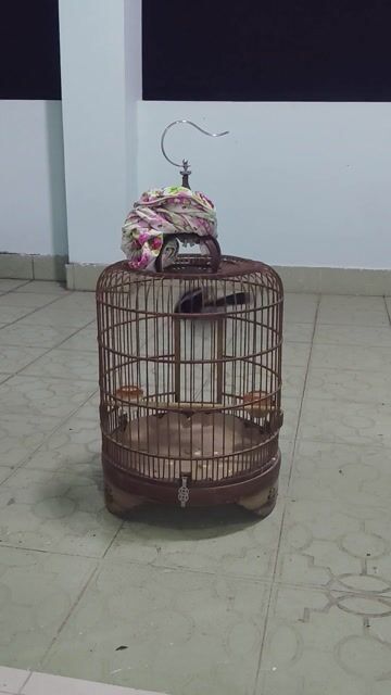 Chim cảnh màu Đen trắng. Mua bán Chim tại Huyện Bình Chánh Tp Hồ Chí Minh được đăng bởi thiện chim than hình 1