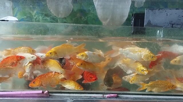 Cá chép Koi nhiều màu 20cm. Mua bán Thú cưng khác tại Quận 12 Tp Hồ Chí Minh được đăng bởi Gia Huy hình 1