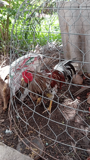Gà chọi Xám khét đực Gà tơ. Mua bán Gà tại Huyện Long Mỹ Hậu Giang được đăng bởi sóai ca hậu giang hình 1