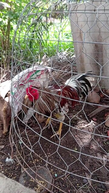 Gà chọi Xám khét đực Gà tơ. Mua bán Gà tại Huyện Long Mỹ Hậu Giang được đăng bởi sóai ca hậu giang hình 1
