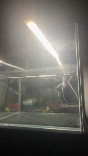 Cá betta nhiều màu sắc, kích thước nhỏ. Mua bán Thú cưng khác tại Quận Gò Vấp Tp Hồ Chí Minh được đăng bởi Nguyễn Nhựt Duy hình 1