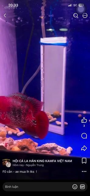 Cá la hán F0 đỏ gần 3 ngón. Mua bán Thú cưng khác tại Thành phố Thủ Đức Tp Hồ Chí Minh được đăng bởi Trung hình 1