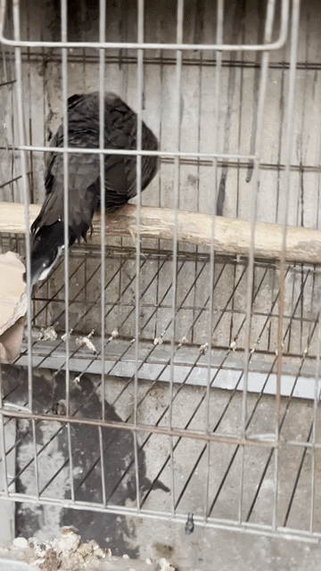 Chim bồ câu Malaysia trống Xám lỗi nhẹ. Mua bán Chim tại Huyện Bình Chánh Tp Hồ Chí Minh được đăng bởi Hữu hình 1