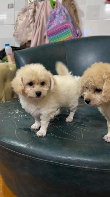 Poodle nha đẻ giá rẻ như cho đã tiêm phòng đầy đủ. Mua bán Chó tại Huyện Hoài Đức Hà Nội được đăng bởi vương ngọc tâm hình 1