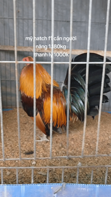 Gà Mỹ Hatch F1 1.160kg. Mua bán Gà tại Quận Bình Thạnh Tp Hồ Chí Minh được đăng bởi TRAI GÀ TRE LAI SÀI GÒN CHÚ HÙNG 50 T hình 1
