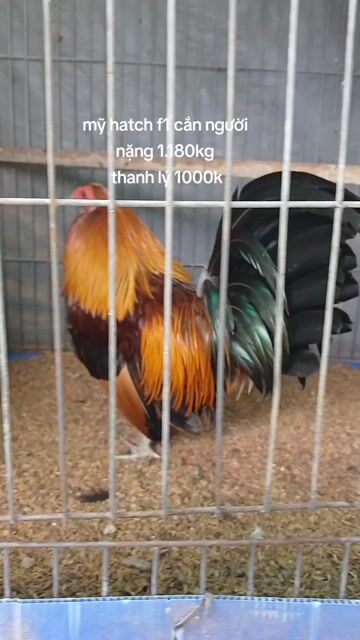 Gà Mỹ Hatch F1 1.160kg. Mua bán Gà tại Quận Bình Thạnh Tp Hồ Chí Minh được đăng bởi TRAI GÀ TRE LAI SÀI GÒN CHÚ HÙNG 50 T hình 1