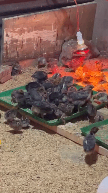 Gà Ai Cập siêu trứng con non. Mua bán Gà tại Huyện Vĩnh Cửu Đồng Nai được đăng bởi Phước Trần hình 1