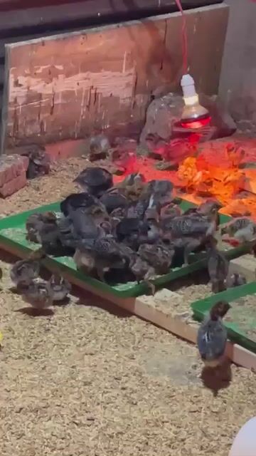 Gà Ai Cập siêu trứng con non. Mua bán Gà tại Huyện Vĩnh Cửu Đồng Nai được đăng bởi Phước Trần hình 1