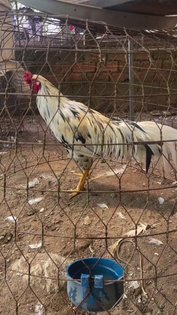 Gà chọi Thái Mỹ Việt 3.3kg Đực. Mua bán Gà tại Huyện Trảng Bom Đồng Nai được đăng bởi Nguyễn trung thực  hình 1