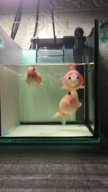 Cá vàng Ping pong ba em bảy chục. Mua bán Thú cưng khác tại Thành phố Thủ Đức Tp Hồ Chí Minh được đăng bởi Nguyễn Hoàng An hình 1