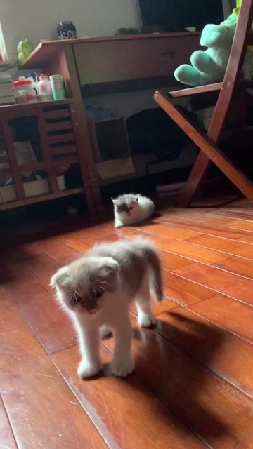 Mèo ALN thuần chủng đực Bicolor choco. Mua bán Mèo tại Quận Hoàng Mai Hà Nội được đăng bởi Phuong Anh hình 1