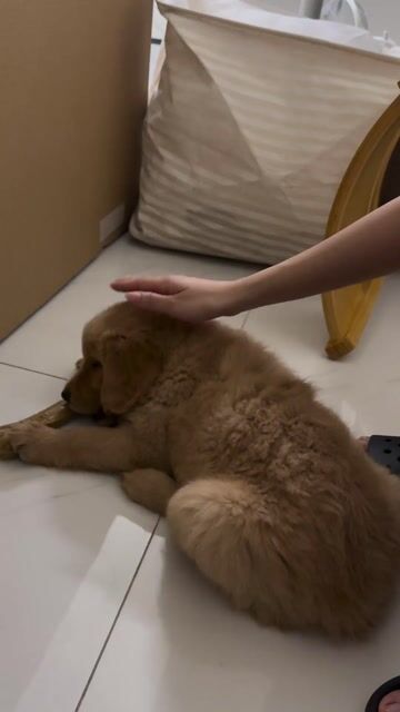Chó Golden Retriever cái 40 ngày tuổi. Mua bán Chó tại Quận 8 Tp Hồ Chí Minh được đăng bởi minh da poet hình 1