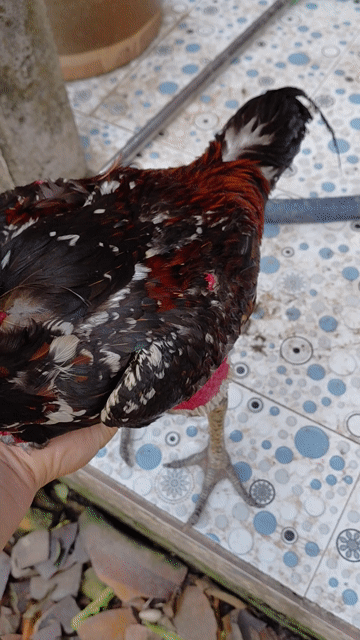 Gà chọi Campuchia 3kg. Mua bán Gà tại Thành phố Tây Ninh Tây Ninh được đăng bởi nhan hình 1