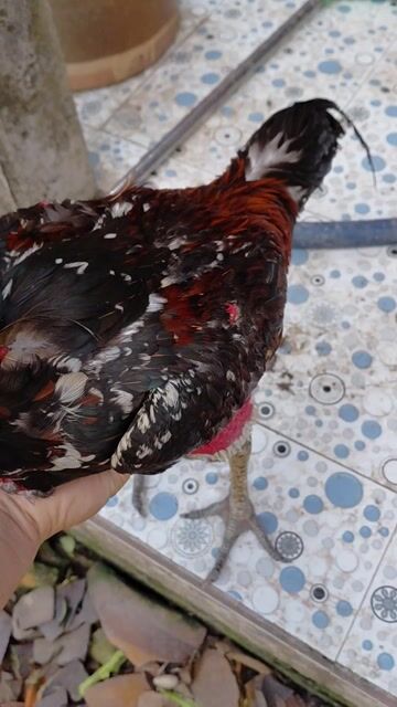 Gà chọi Campuchia 3kg. Mua bán Gà tại Thành phố Tây Ninh Tây Ninh được đăng bởi nhan hình 1