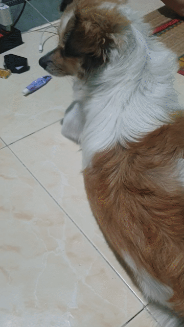 Chó Bắc Kinh 2 năm tuổi. Mua bán Chó tại Thành phố Thủ Đức Tp Hồ Chí Minh được đăng bởi Trương Him hình 1
