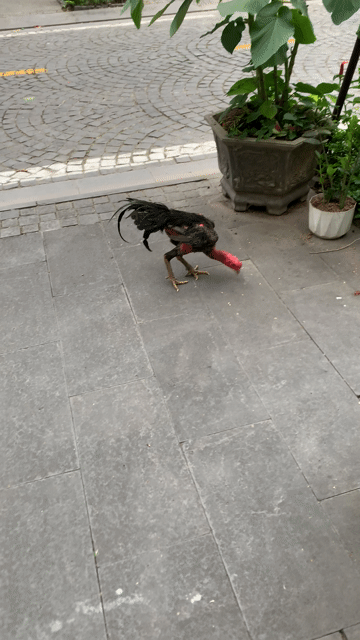 Gà chọi trạng 2.4-2.5 kg đỏ đẹp. Mua bán Gà tại Quận Long Biên Hà Nội được đăng bởi Kiện Phu hình 1