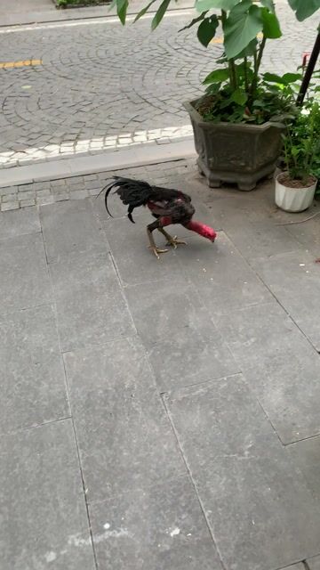 Gà chọi trạng 2.4-2.5 kg đỏ đẹp. Mua bán Gà tại Quận Long Biên Hà Nội được đăng bởi Kiện Phu hình 1