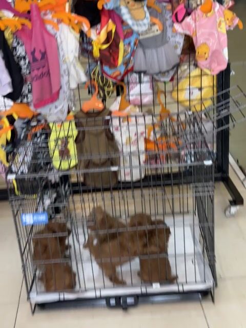 poodle thuần chủng giá rẻ. Mua bán Chó tại Quận Cẩm Lệ Đà Nẵng được đăng bởi Nguyễn Hữu Anh Vũ hình 1