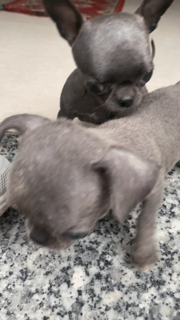 Chó Chihuahua xám ánh xanh 45 ngày heo lùn. Mua bán Chó tại Quận Bình Tân Tp Hồ Chí Minh được đăng bởi A mạnh hình 1