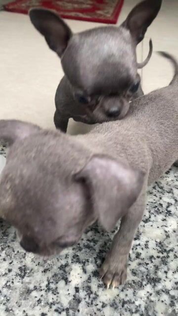 Chó Chihuahua xám ánh xanh 45 ngày heo lùn. Mua bán Chó tại Quận Bình Tân Tp Hồ Chí Minh được đăng bởi A mạnh hình 1