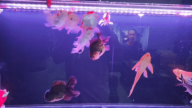Xả nhanh Oranda tricolor. Mua bán Thú cưng khác tại Quận 12 Tp Hồ Chí Minh được đăng bởi Hiệp hình 1
