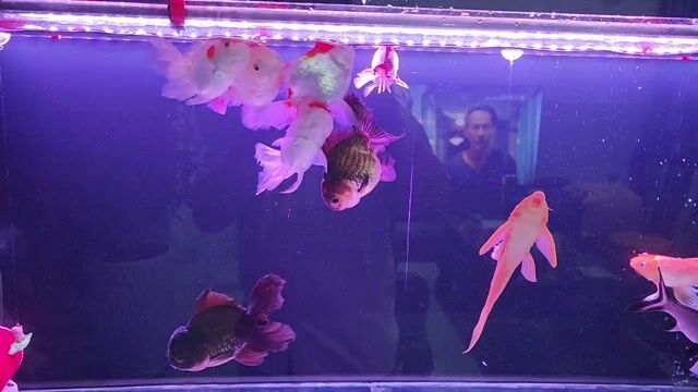 Xả nhanh Oranda tricolor. Mua bán Thú cưng khác tại Quận 12 Tp Hồ Chí Minh được đăng bởi Hiệp hình 1