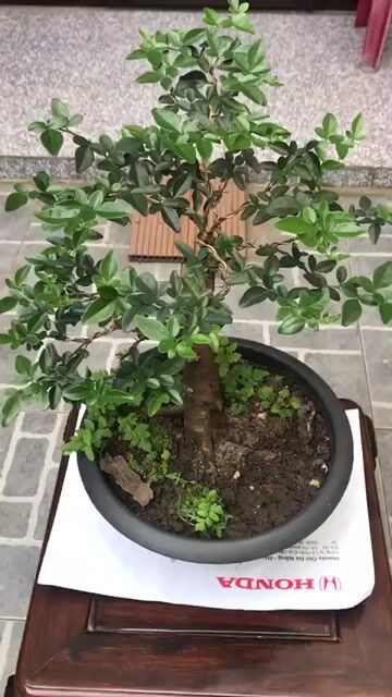 Cây cảnh bonsai Kim quýt. Mua bán Cây cảnh, đồ trang trí tại Quận Ngũ Hành Sơn Đà Nẵng được đăng bởi Quang Vu hình 1