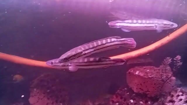 Cá lóc bông 20cm Thái Lan. Mua bán Thú cưng khác tại Thành phố Dĩ An Bình Dương được đăng bởi quân hình 1