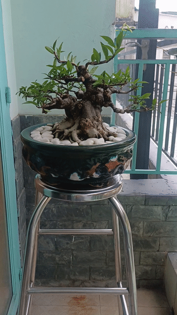 Mai Chiếu Thủy Bonsai cao 20cm. Mua bán Cây cảnh, đồ trang trí tại Thành phố Thủ Đức Tp Hồ Chí Minh được đăng bởi chú tám hình 1