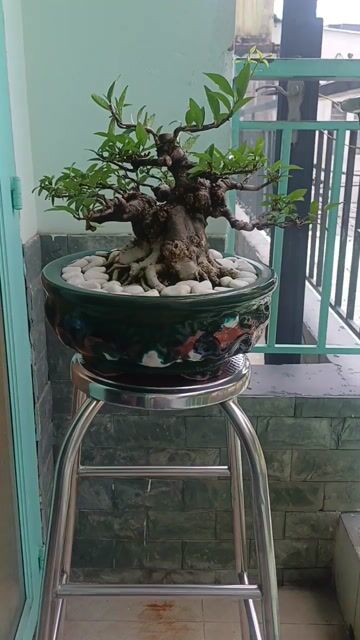 Mai Chiếu Thủy Bonsai cao 20cm. Mua bán Cây cảnh, đồ trang trí tại Thành phố Thủ Đức Tp Hồ Chí Minh được đăng bởi chú tám hình 1