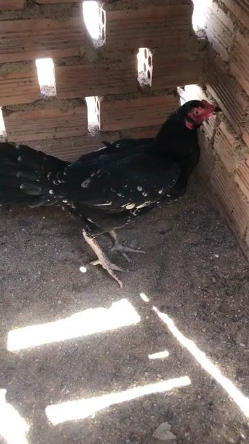 Mái ViP Dòng Trói gốc cổ. Mua bán Gà tại Huyện Phú Hòa Phú Yên được đăng bởi hung hình 1