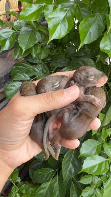 sóc đất chưa mở mắt. Mua bán Thú cưng khác tại Quận Bình Tân Tp Hồ Chí Minh được đăng bởi Trịnh Gia Linh hình 1