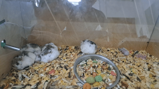 Chuột Hamster nhỏ Trắng xám. Mua bán Thú cưng khác tại Thành phố Rạch Giá Kiên Giang được đăng bởi Nguyễn thị cẩm tiên hình 1