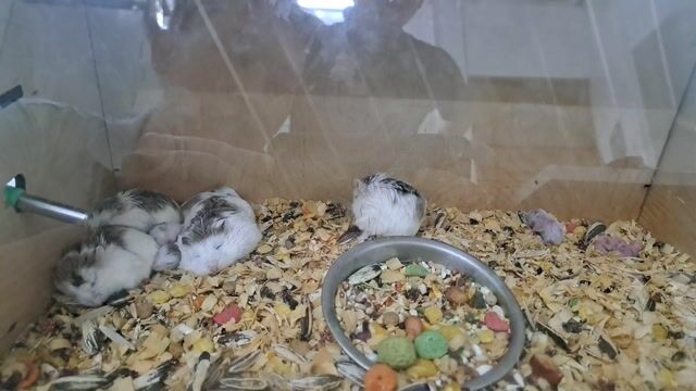 Chuột Hamster nhỏ Trắng xám. Mua bán Thú cưng khác tại Thành phố Rạch Giá Kiên Giang được đăng bởi Nguyễn thị cẩm tiên hình 1