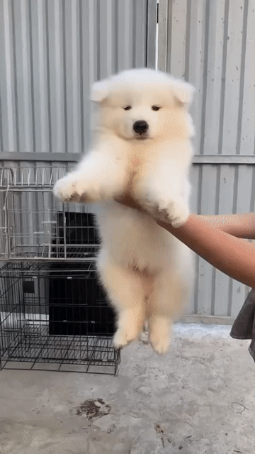 Chó Samoyed đực 2 tháng tuổi. Mua bán Chó tại Quận Bình Thạnh Tp Hồ Chí Minh được đăng bởi Helen hình 1