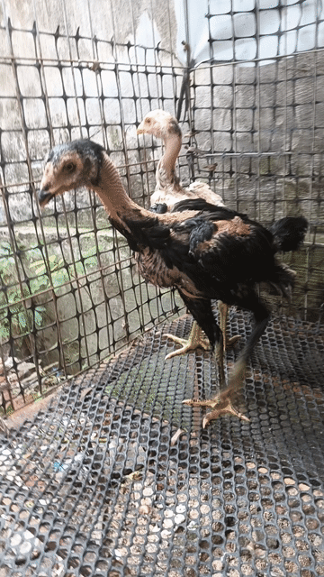 Gà mái chọi Cái. Mua bán Gà tại Huyện Đông Anh Hà Nội được đăng bởi Kiến Lửa hình 1