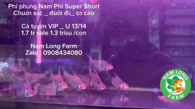 Phi phụng Nam Phi,Super short,body lực sỹ,size13cm. Mua bán Thú cưng khác tại Quận Bình Tân Tp Hồ Chí Minh được đăng bởi cacanhnamlong hình 1