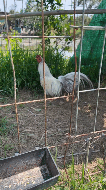 Gà tre Trắng xám. Mua bán Gà tại Huyện Phong Điền Cần Thơ được đăng bởi Hoàng Trần  hình 1