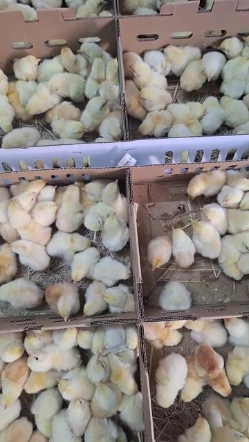 Gà ta lai con đã chích vacxin. Mua bán Gà tại Quận 12 Tp Hồ Chí Minh được đăng bởi Lê Thị Hảo hình 1