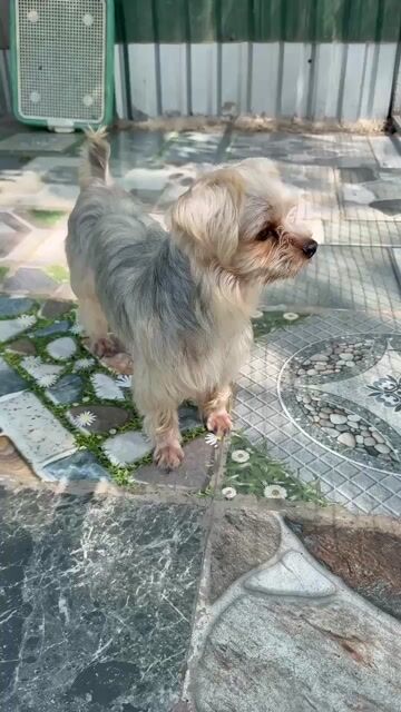 Chó Yorkshire Terrier đực đã tiêm. Mua bán Chó tại Huyện Bình Chánh Tp Hồ Chí Minh được đăng bởi Thắng hình 1