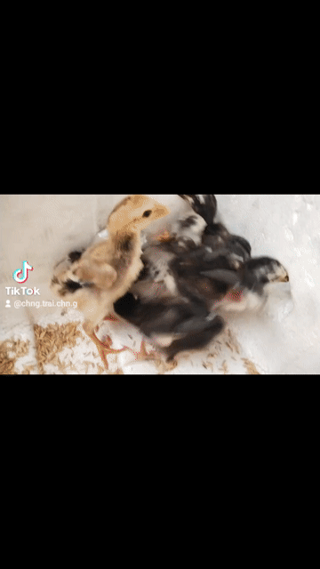 Gà chọi cả hai. Mua bán Gà tại Huyện Đông Sơn Thanh Hóa được đăng bởi Gà Đòn Đông Lĩnh hình 1