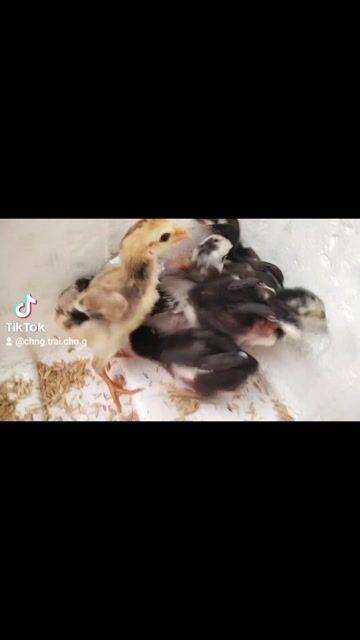 Gà chọi cả hai. Mua bán Gà tại Huyện Đông Sơn Thanh Hóa được đăng bởi Gà Đòn Đông Lĩnh hình 1
