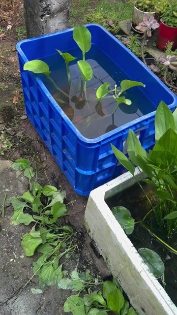 Khay nuôi cá nhựa xanh 60x42x39cm cũ. Mua bán Phụ kiện, Thức ăn, Dịch vụ tại Huyện Tân Phước Tiền Giang được đăng bởi NGÔ ĐÌNH DUY hình 1