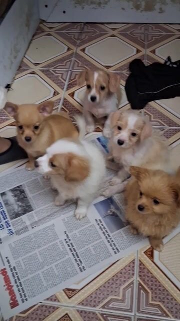 Chó Poodle Nâu Trắng Đực Cái Hơn 1 tháng. Mua bán Chó tại Quận Đống Đa Hà Nội được đăng bởi Dung hình 1