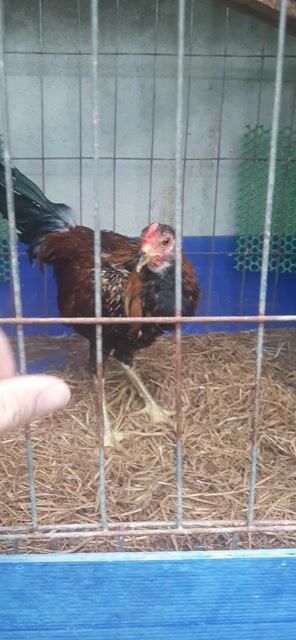 Gà tre Jap Cuban chân xanh. Mua bán Gà tại Thành phố Thuận An Bình Dương được đăng bởi Hồng phát68 hình 1