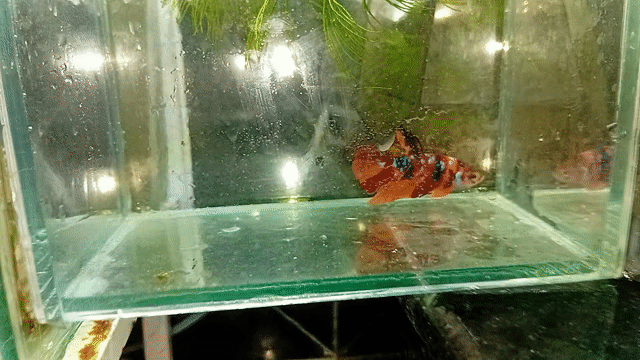 Cá Betta nemo . Mua bán Thú cưng khác tại Quận Thanh Khê Đà Nẵng được đăng bởi Bảo Betta Shop hình 1